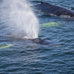 Whale Watching with Quebec Maritime and AML tours in Tadoussac