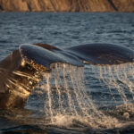 Whale watching tour with Trinity Echo Tous, in Trinity, NFLD. visual storyteller