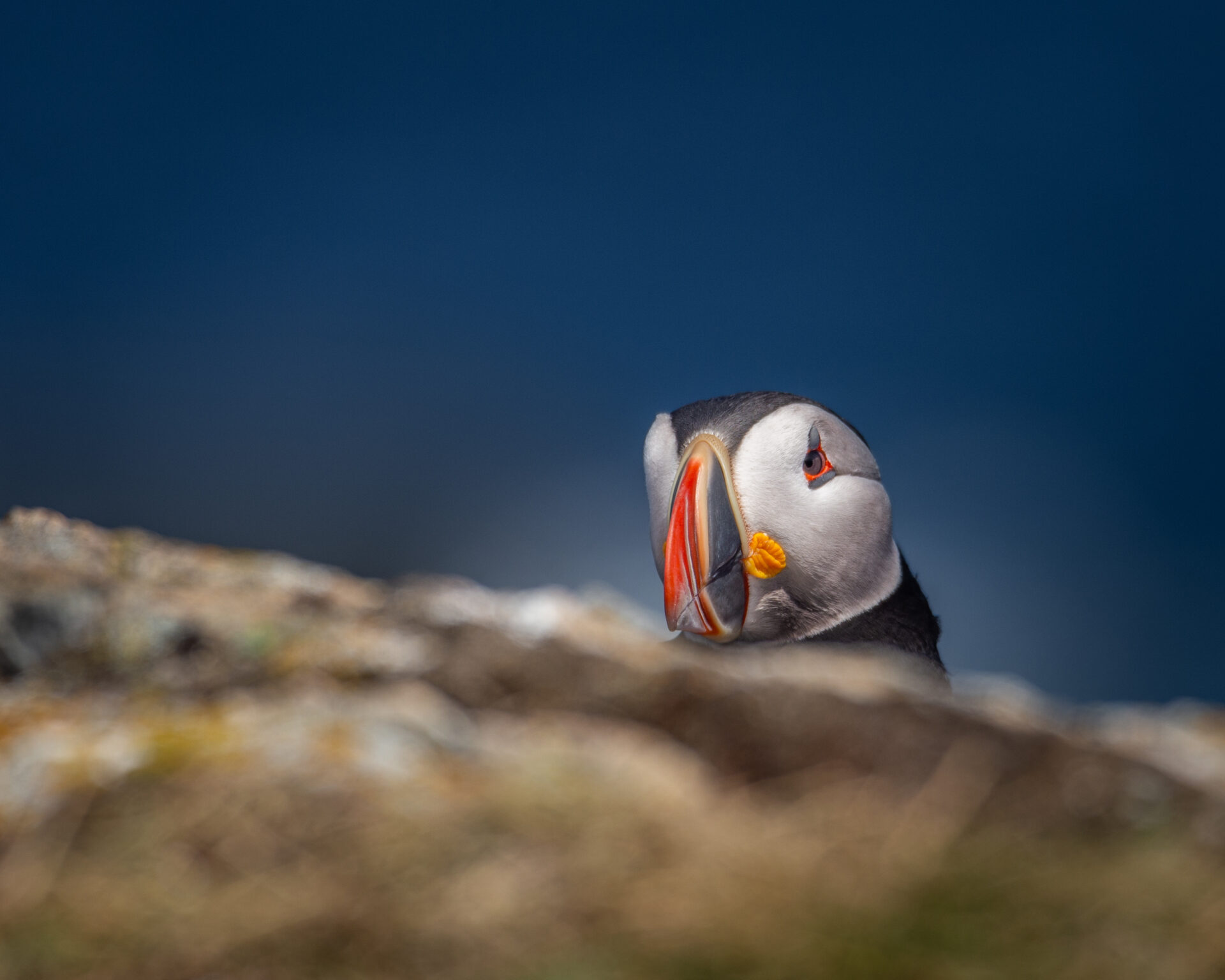 Puffin in Elliston striking a pose, captured in a silver medal-winning image at the TMAC Awards in June 2024.