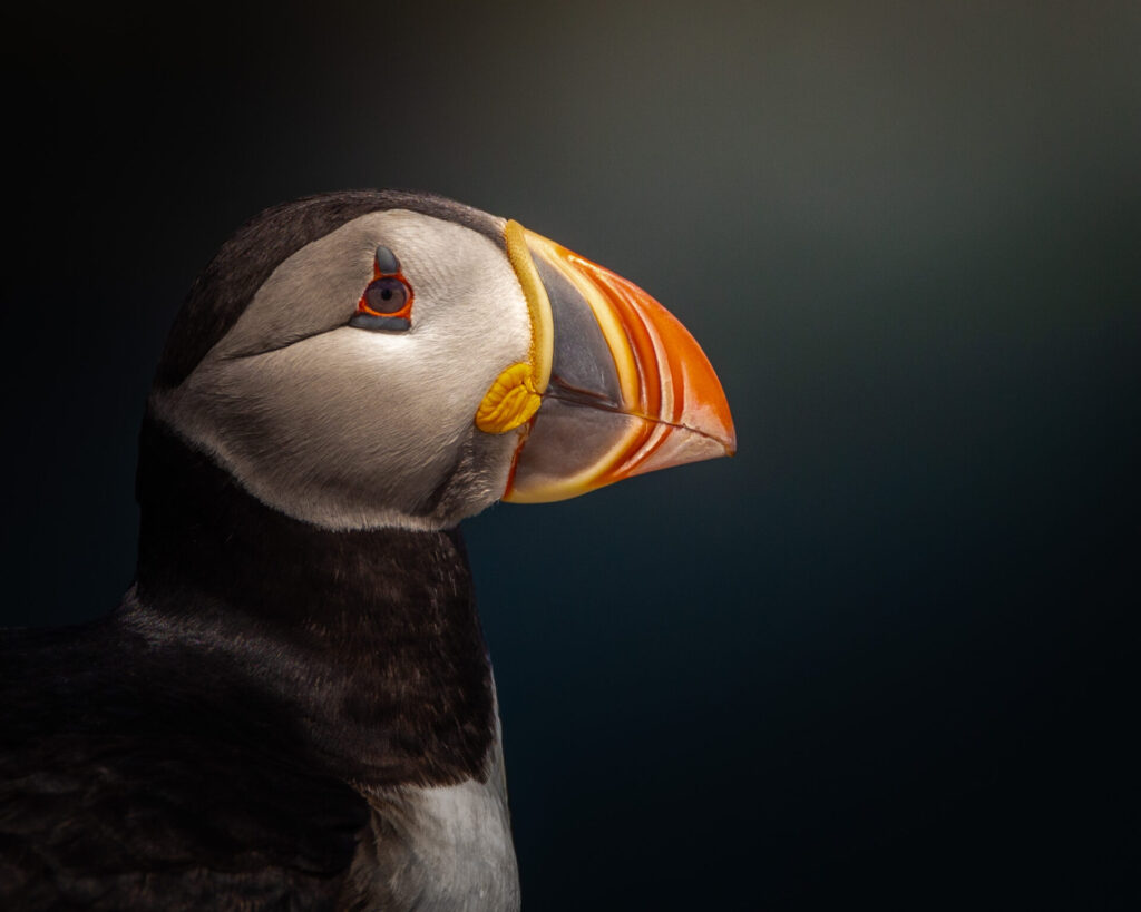 Close-up portrait of a puffin in Elliston, Newfoundland.