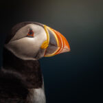 Close-up portrait of a puffin in Elliston, Newfoundland.