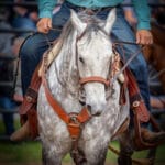 Loved this horse as they preppared for the firts Ganaoque, 1000 Islands Rodeo, Ontario