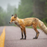 Famous Thunder Bay Fox, exploring the area! Roland Bast